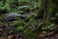 Аромат дощу: що таке petrichor і чому запах після дощу так легко впізнати фото