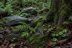 Аромат дощу: що таке petrichor і чому запах після дощу так легко впізнати фото